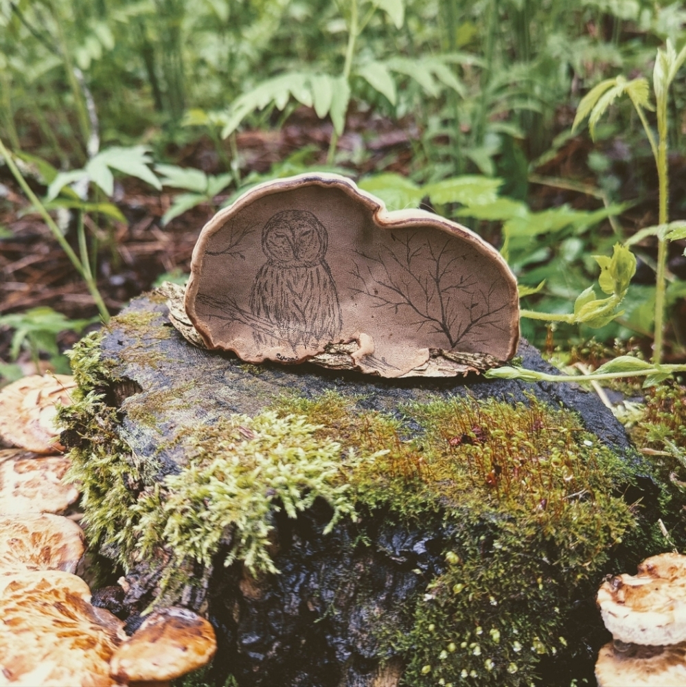 Afternoon Owl - Hand Drawn On Bracket Fungus